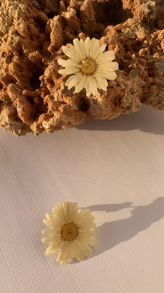 Kurutulmuş Beyaz Papatya İle Süslenmiş Papatya Şekil Gold Aksesuarlı Küpe Epoksi El Yapımı - Resim 2