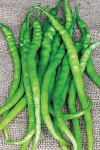 Acı Kıl Biber Tohumu 10 Gr ürün görseli