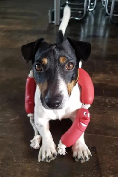 Sosis Köpekler İçin Oyuncak Köpek Oyuncağı - Resim 2