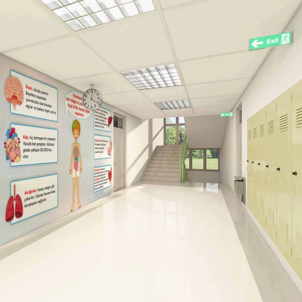 İç Organlarımız Okul Duvar Kağıdı Baskı