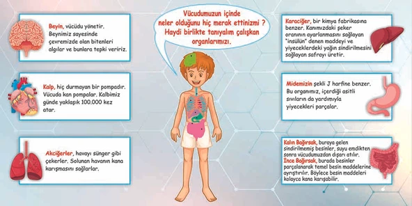 İç Organlarımız Okul Duvar Kağıdı Baskı - 5