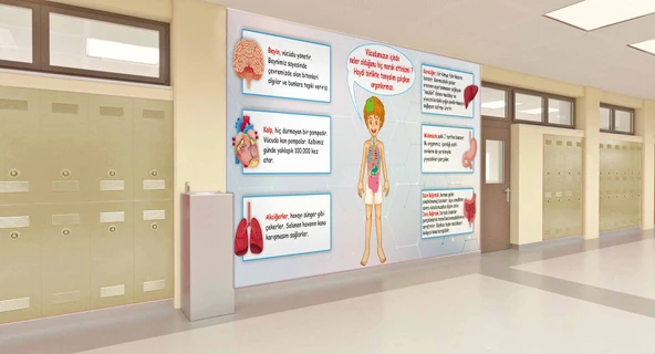 İç Organlarımız Okul Duvar Kağıdı Baskı - 2