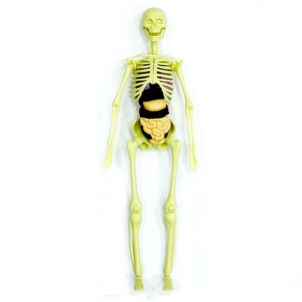 The Human Body İnsan Vücudu 3D Eğitim Seti 3302 - 8