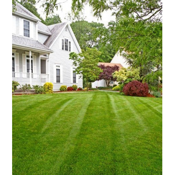 6'lı Karışım İthal Çim Tohumu - Grass Mixture - 6'lı mix - 5 KG - 2