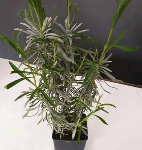 Lavandula Kokulu Lavanta Fidanı 10-15 Cm - Resim 3