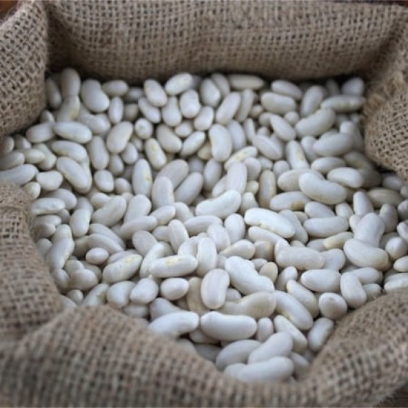 Kuru Fasulye Tohumu - Göynük 98 - Tane Tipi Horoz - 5 kg - 2