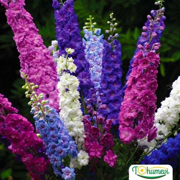 Hazeran Çiçeği (Delphinium) Süvari Mahmuzu Çiçeği (50 tohum)