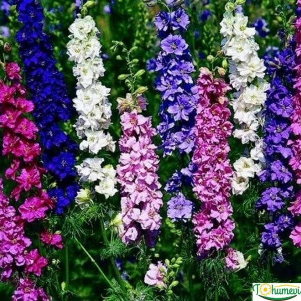 Hazeran Çiçeği (Delphinium) Süvari Mahmuzu Çiçeği (50 tohum) - 2