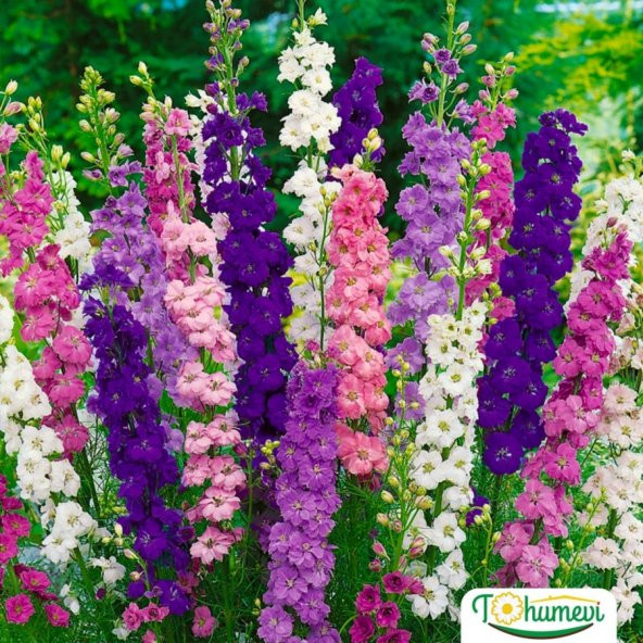 Hazeran Çiçeği (Delphinium) Süvari Mahmuzu Çiçeği (50 tohum) - 3