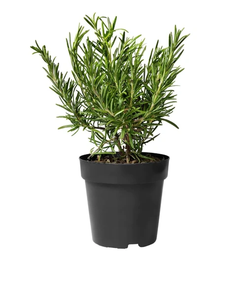 Kuş Dili Biberiye Fidanı 5 Adet 10-30 cm Rosmarinus Officinalis