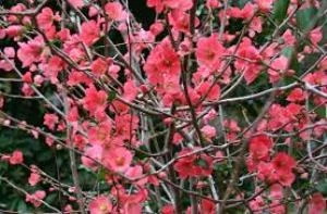 20-40 Cm Kırmızı Bahar Dalı - Resim 2