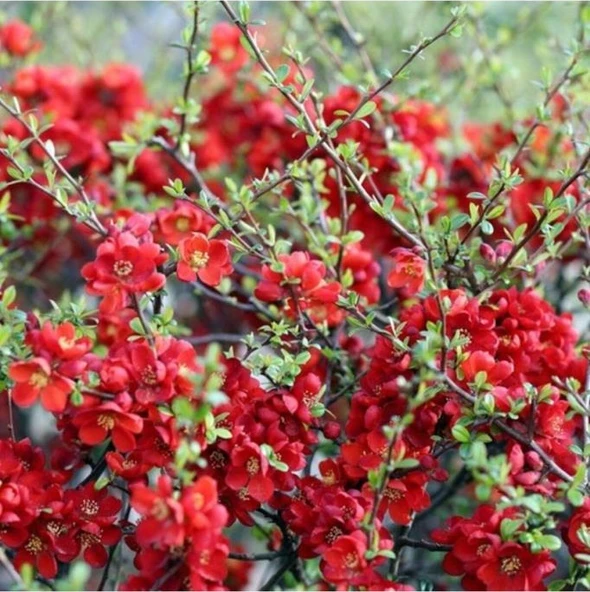 20-40 Cm Kırmızı Bahar Dalı