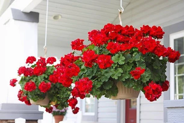 Nettenevime Yapay Çiçek Sardunya Demeti 40*25cm 1.Kalite KIRMIZI Koyu Balkon Çiçeği - Resim 3