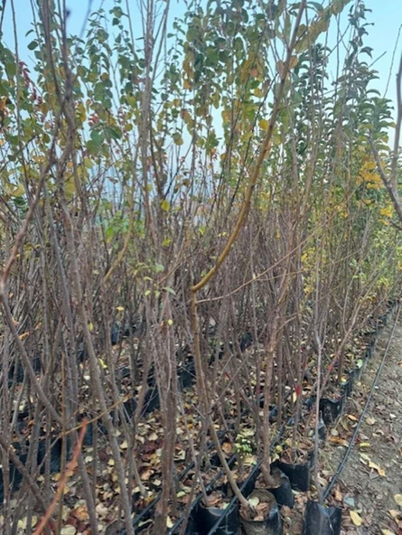 TÜPLÜ 3 YAŞ FORTUNE ERİK FİDANI BOY 150-180 CM - 2