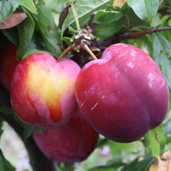 TÜPLÜ 3 YAŞ FORTUNE ERİK FİDANI BOY 150-180 CM