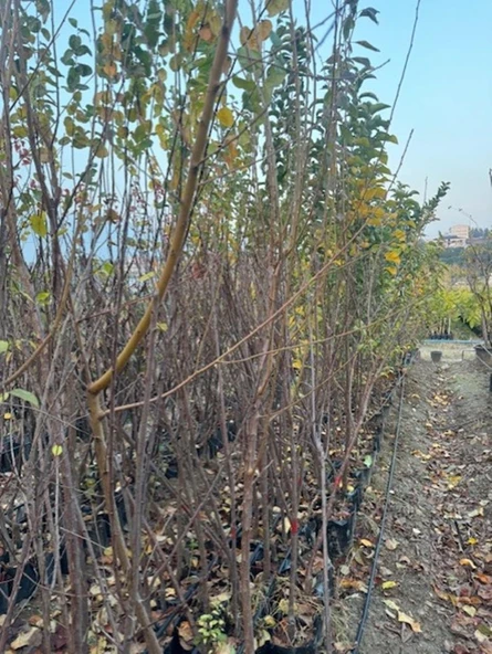 TÜPLÜ 3 YAŞ FORTUNE ERİK FİDANI BOY 150-180 CM - 3