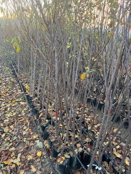 TÜPLÜ 3 YAŞ FORTUNE ERİK FİDANI BOY 150-180 CM - 4