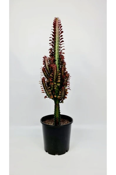 Süt Ağacı Euphorbia Trigona 60 cm Dekoratif Saksıda