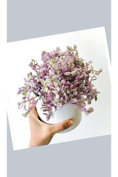 Hediyelik Callisia Repens Pink Lady dekoratif saksıda Sukulent Doğal Pembe Renkli
