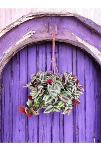 Telgraf Çiçeği - Tradescantia Zebrina Askılı