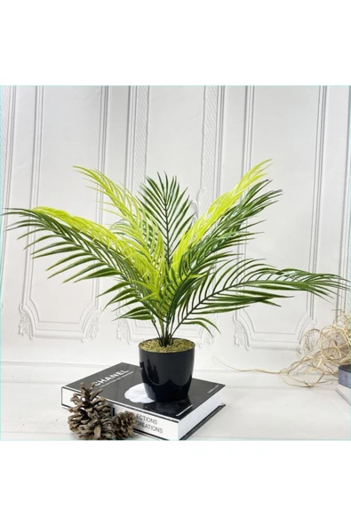 Cycas Dekoratif Saksıda Sikas