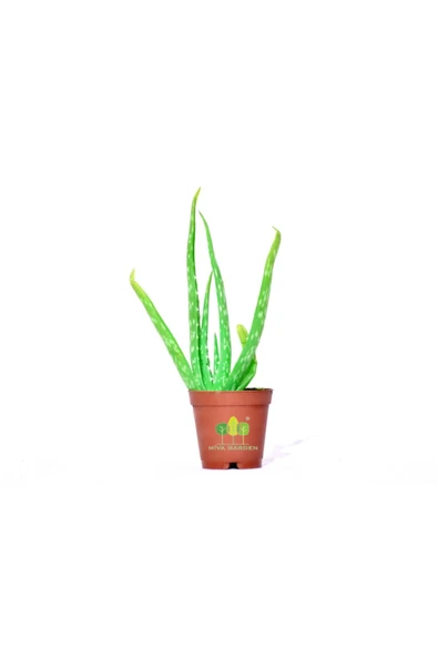 Saksılı Aloe Vera