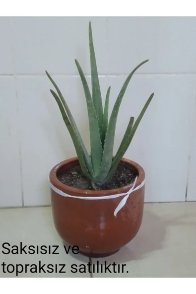 Aloe vera çiçeği