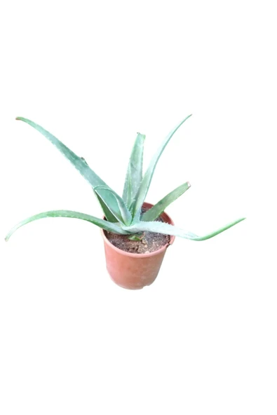 Aloe Vera Bitki