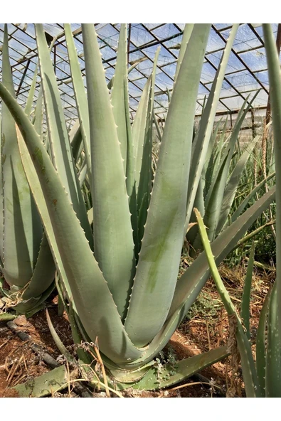Odunsu Gövde Aloe Vera Bitkisi 60 Cm 2 Yaş Anaç Saksısız Köklü Yavru Hediyeli, Aloe Vera Plant