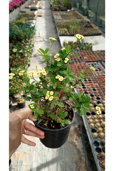 Dikenler Tacı Çiçeği Euphorbia Milii - 2
