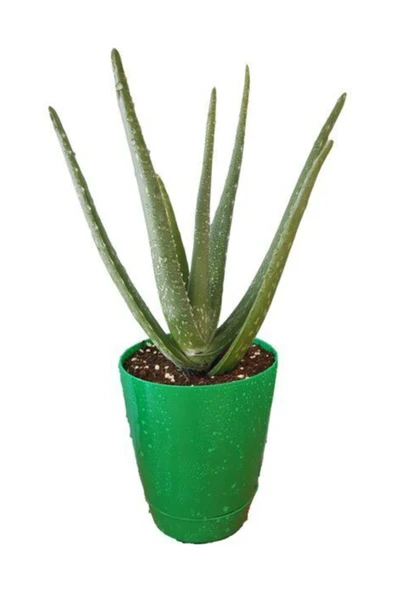 Aloevera Bitkisi 15-25 cm Doğal Krem Şifalı Bitki Sarısabır