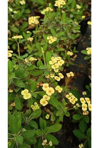 Dikenler Tacı Çiçeği Euphorbia Milii
