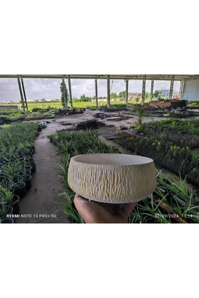 Kırçıllı taş Orkide bonsai ve aranjman saksısı no 1
