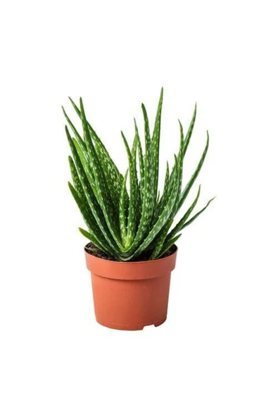 Saksılı Aloevera Bitkisi