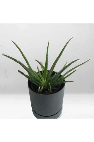 Aloevera Bitkisi