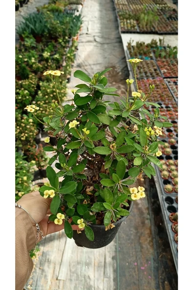 Dikenler Tacı Çiçeği Euphorbia Milii - 4