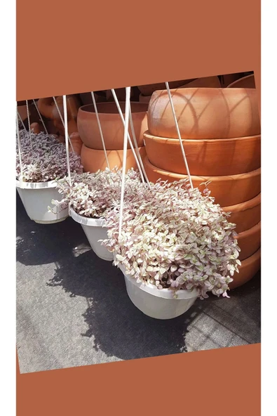 Pink Lady Callisia Repens zincir tegraf çiçeği askılı saksıda kampanya 001