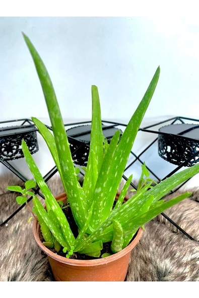 Aloe Vera Bitkisi Yavrulu