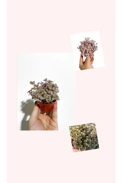 2 adet Pink Lady Callisia Repens zincir tegraf 5.5 saksıda 001