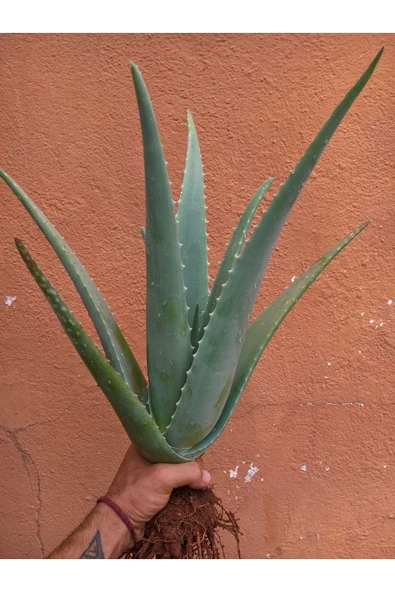 Odunsu Aloe Vera Bitkisi Fidanı, Tıbbi Sarısabır 45 Cm, Köklü, Saksısız, Yavrulu, Aloe Vera Plant