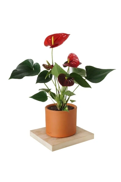 Antoryum Bitkisi Kırmızı Antoryum Flamingo Çiçeği Anthurium 50-60cm