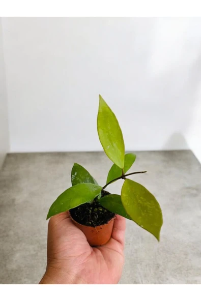 Lila Sarı renk çiçek açan mum çiçeği fidanı - 2