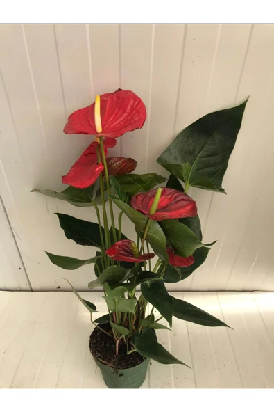 Anthurium Andraeanum Red - Kırmızı Antoryum Flamingo Çiçeği