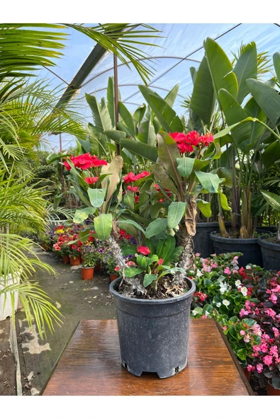 Dikenler Tacı (euphorbia Milli)