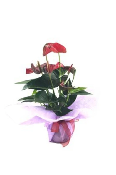 Flamingo Çiçeği Antoryum Anthurium & Pembe Sarım Kırmızı Kurdele Saksıda Hediyelik Canlı Çiçek