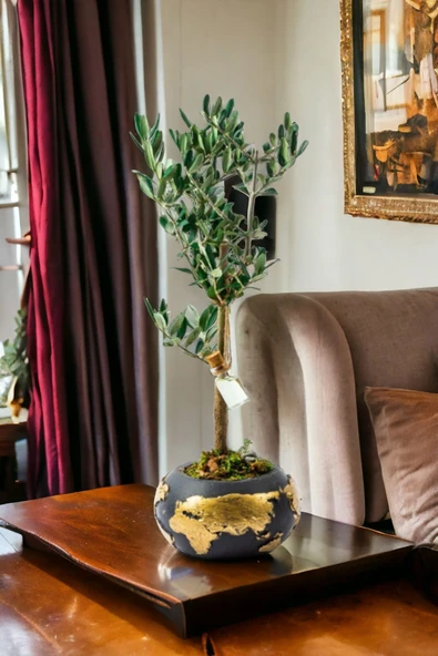 Gold Dünya Saksıda Bonsai Zeytin Ağaç