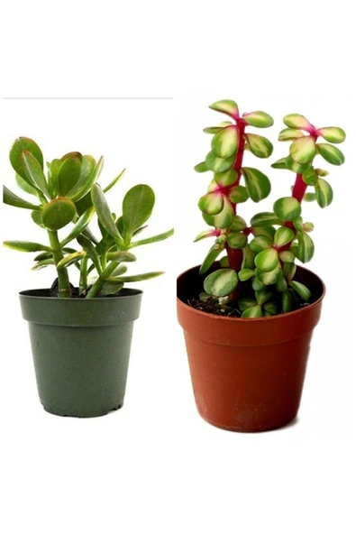 2 Tür Para Ağacı Crassula Ovata+yeşim Ağacı 92982