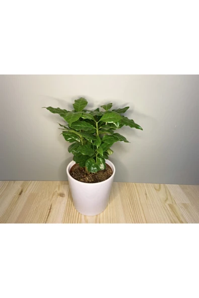 Kahve Bitkisi (coffea Arabica)