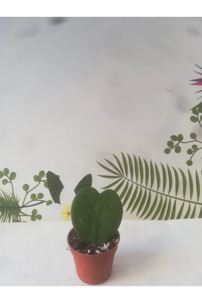 Hoya Kerri Kalp Sukulent Sevgili Çiçeği 8.5 cm