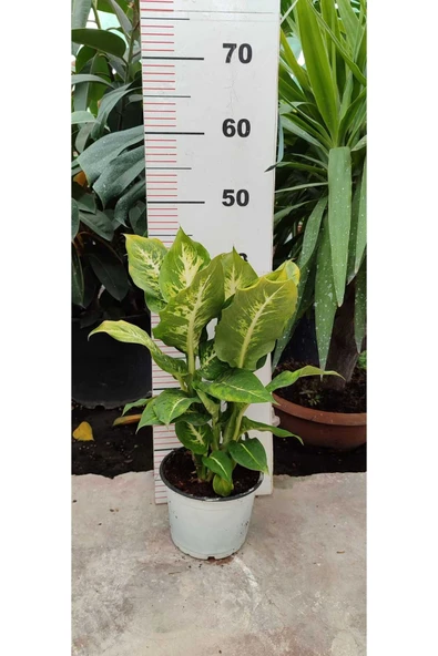 Difenbahya Bitkisi Ağlayan Çiçek (Dieffenbachia Camilla)